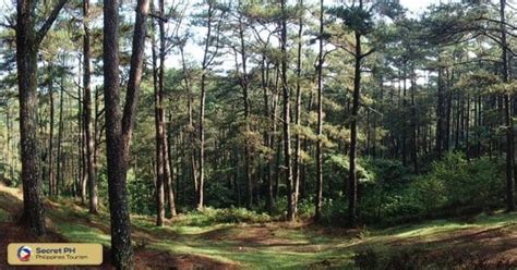 Benguet: The Land of Pines .